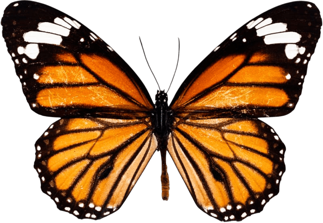 Monarch Butterfly